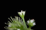 Canadian blacksnakeroot